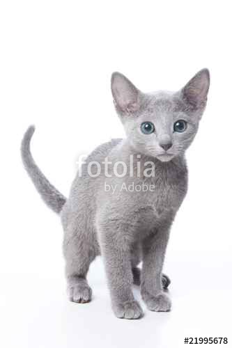 ロシアンブルーの子猫