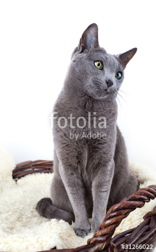 ロシアンブルーの子猫