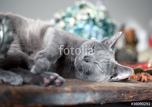 ロシアンブルーの子猫