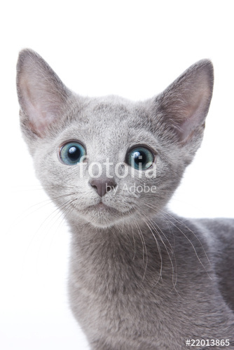 ロシアンブルーの子猫